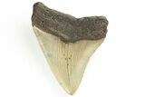 Fossil Megalodon Tooth - North Carolina #190938-1